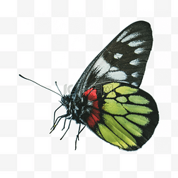 蝴蝶昆虫