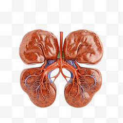 医学医疗人体器官组织肾脏
