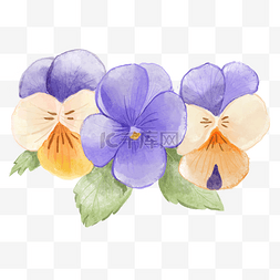 三色堇水彩花卉三朵彩色