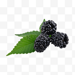 黑莓自然摄影图维生素