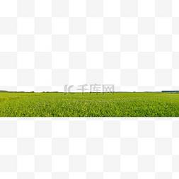 研学基地的图片_五常大米水稻种植基地