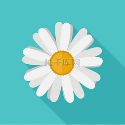 花雏图片_平面样式的雏菊花。
