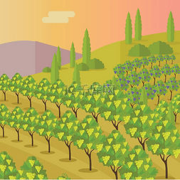 葡萄与酒图片_与葡萄园的农村风景。