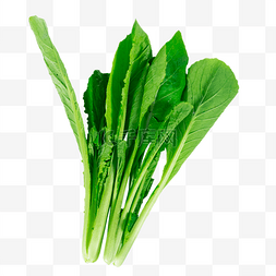 五一菜苗图片_新鲜绿色蔬菜小白菜