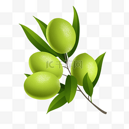 水果维生素c图片_春季春天植物橄榄果