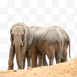 象牙大象亚洲象哺乳动物