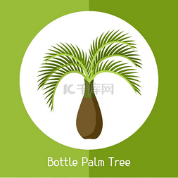 外来的统治者图片_瓶棕榈树外来热带植物的插图瓶棕