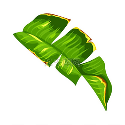 香蕉树叶图片_风格化的香蕉棕榈叶插图热带树叶