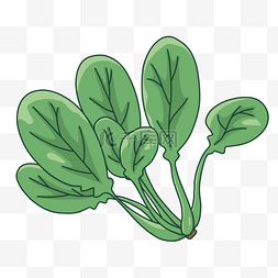 一棵健康绿色植物菠菜剪贴画