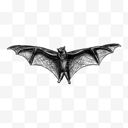蝙蝠素描飞翔动物
