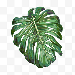 巴西绿色图片_水彩热带树木大叶片