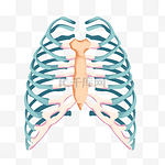 肋骨医学模型卡通风格