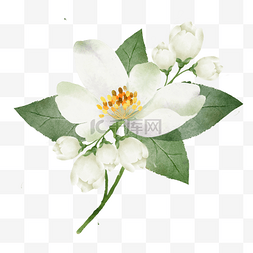 白色茉莉花水彩花卉绿色叶子