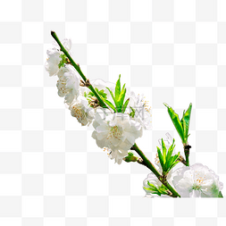 花枝繁茂图片_白色繁茂樱花