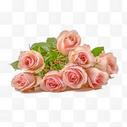 摄影母亲节图片_高清免扣花卉摄影粉玫瑰设计素材