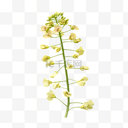 植物黄色油菜花作物特写