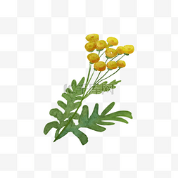 艾菊水彩黄色花卉植物