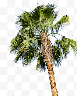 树木椰子树
