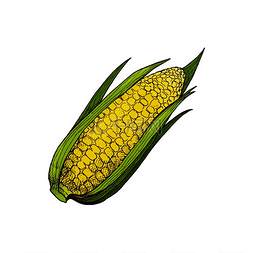 植物图标图片_玉米有机农业、农村饲养食品分离