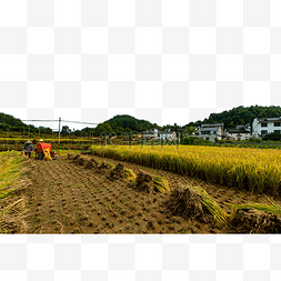 人物乡村图片_乡村村姑收获秋天稻子风景