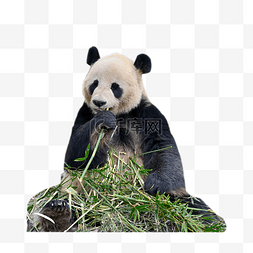 树林熊猫动物