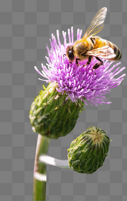 花草蓟花和蜜蜂野外采蜜