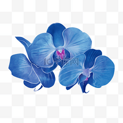 蓝色兰花
