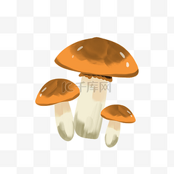 野生蘑菇图片_野生蘑菇小蘑菇