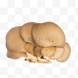 绿色蘑菇蘑菇图片_新鲜蔬菜菌菇蘑菇