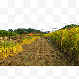 乡村村姑秋天稻子风景