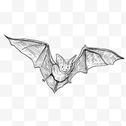 蝙蝠素描飞翔翅膀