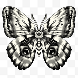 飞蛾纹身绘画风格翅膀带有眼状图