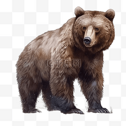 手绘露营星空图片_卡通手绘野生动物棕熊