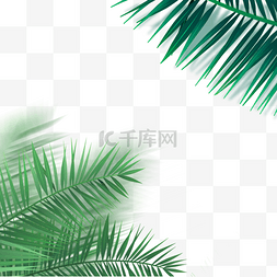 绿色椰子叶树叶边框