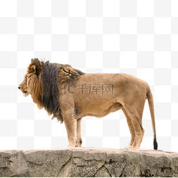 哺乳动物大狮子