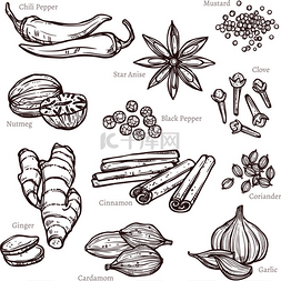 素描草药和香料集