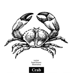 螃蟹美味图片_手绘素描海鲜矢量黑白复古螃蟹插