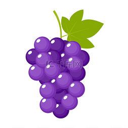 画上图片_在被隔绝的白色背景上的葡萄。