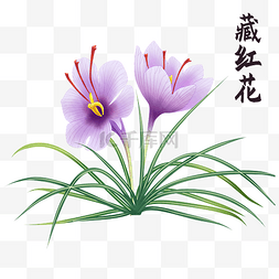 藏红花简介图片_草本纲目中草药藏红花