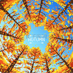 秋天森林背景图片_与风格化树的秋天森林背景。
