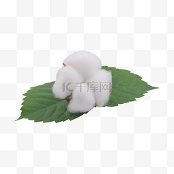 棉花白色图片_白色植物保暖农作物棉花