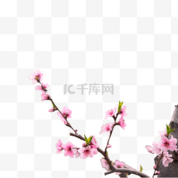 春季粉色花朵图片_桃花春季桃树枝桃园赏花
