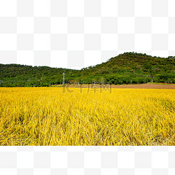 乡村丰收的金黄稻田