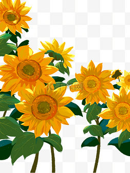 向日葵植物太阳花