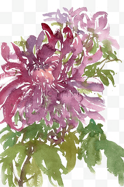 紫色盛开的花朵图片_盛开的菊花水墨