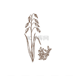 超级水牌图片_燕麦燕麦植物和种子分离的单色图