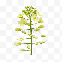 黄色油菜花花朵叶子特写