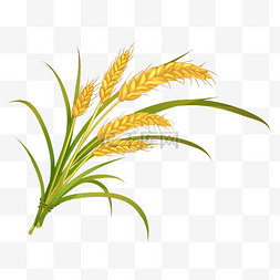 农业流通图片_小麦麦穗