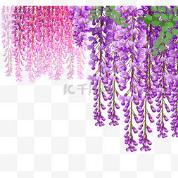 粉色紫藤花图片_夏天夏季粉色花朵植物