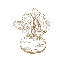 科比png格式图片_科利拉比卷心菜隔离草图矢量蔬菜
